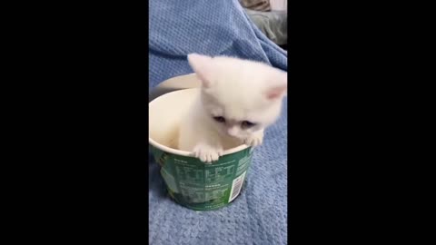 Cute cat video 2