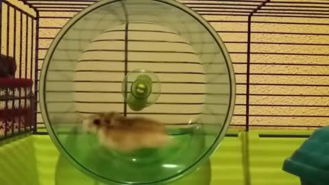 The Absolute Cutest Baby Hamsters