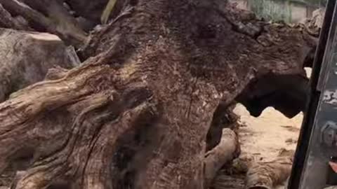 Wood cutting of tree
