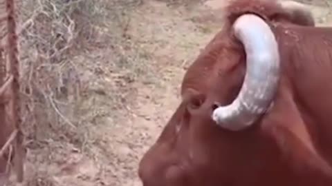 the horn was hurting the poor animal