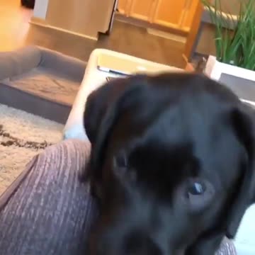 Baby and puppy besties love playing outside together #1200