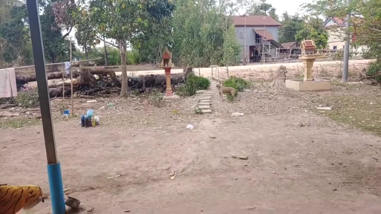Prank Dog Run
