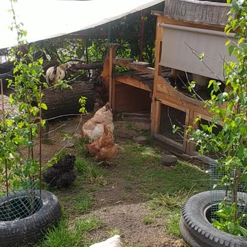 Luna crows like a rooster!!! 🤣🐕🐓 This will make you laugh 🤣🍄