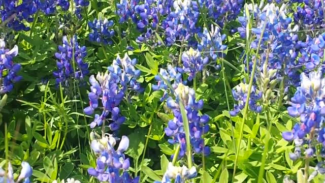 Texas Bluebonnets