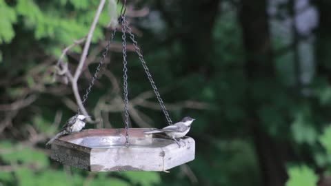 Birds take a bath