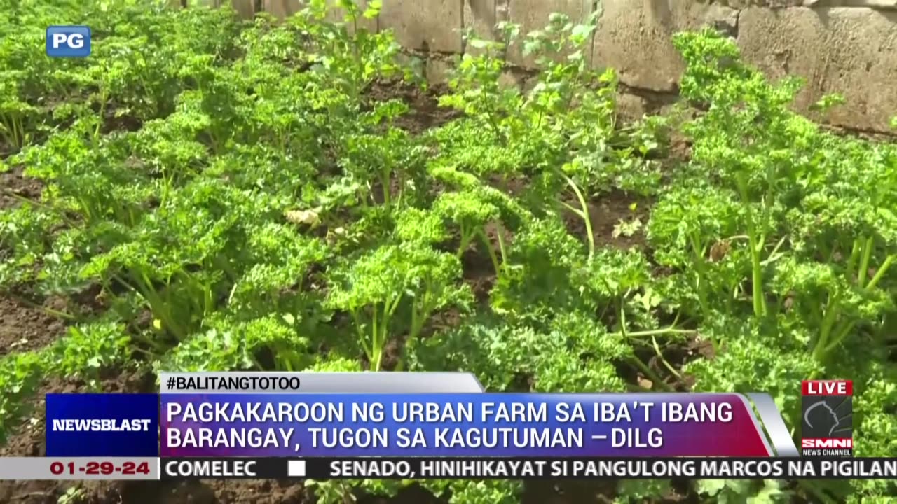 Urban farm sa QC, malaking oportunidad sa mga nawalan ng trabaho