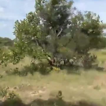 Tourist killed by Bull Elephant