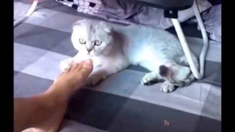 funniest animals