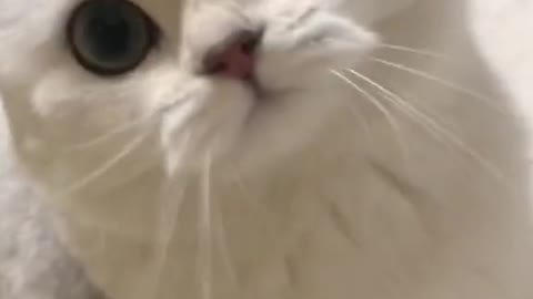 Cat video Playing Beautifull cat video Playing