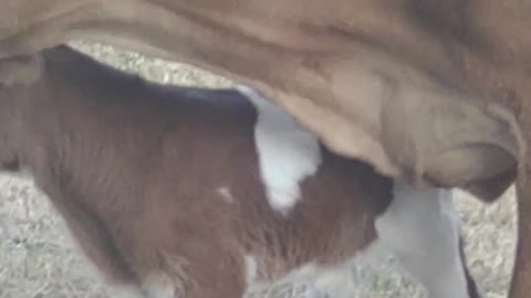 Bull Calf 2