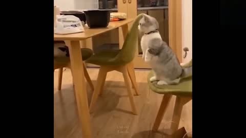 Funny animals [] Try not to laugh compilation 58