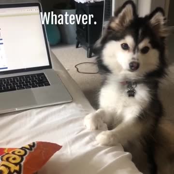 when mum wouldn’t give me Hot Cheetos? Yep, and then this happened.