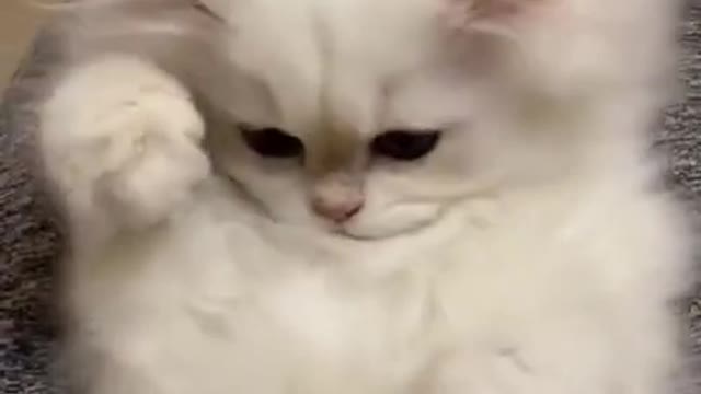 .cute and funny cat shorts❤#shorts #cat #cutecat