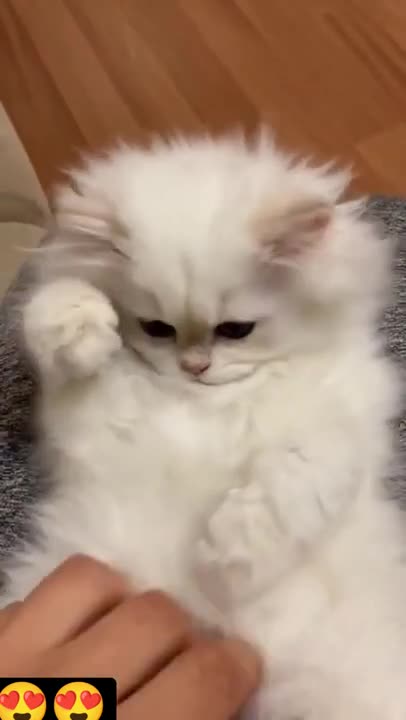 .cute and funny cat shorts❤#shorts #cat #cutecat