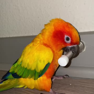 Pluto is practicing for the next Warped Tour