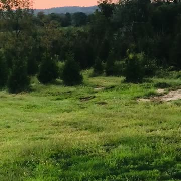 Sunset on a large Bucks County tree farm near Doylestown pa