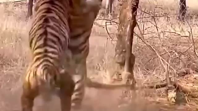 Fierce fight between two tigers.