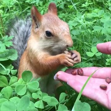 Squirrel Snacks