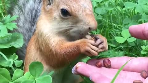 Squirrel Snacks