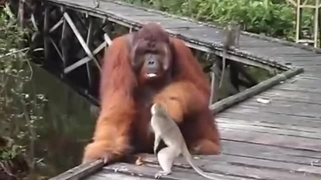 Monkey try to steal the banana on orangutan mouth.🤣🤣