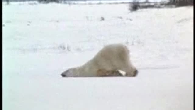 Fat polar bear! Super cute polar bear playing mopping on the ice