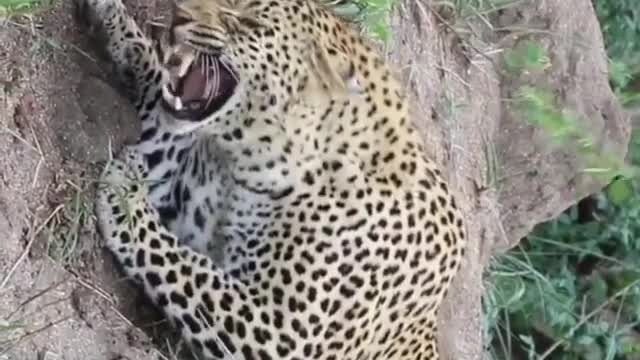 Cheetah vs Cheetah fighting in the jungle