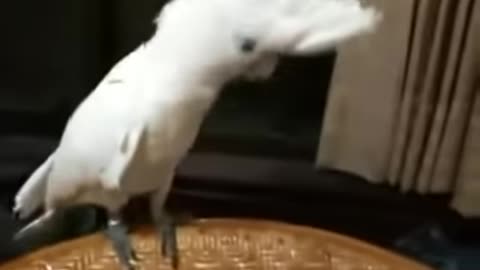 Crazy Parrot Dancing Gangnam Style Song