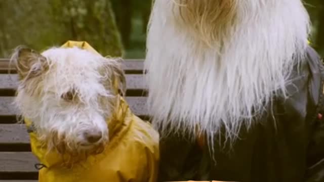 Dogs are friends