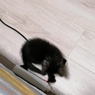 Kitten plays with tail