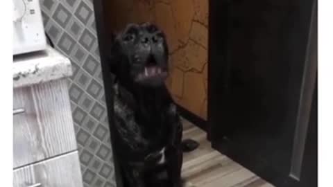 Болтун. Собака просит покушать.