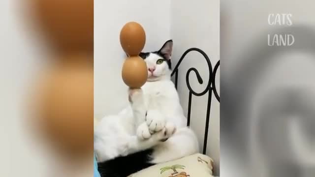 Comedy - Funny Cats Videos 2021 - Can't Stop Laughing