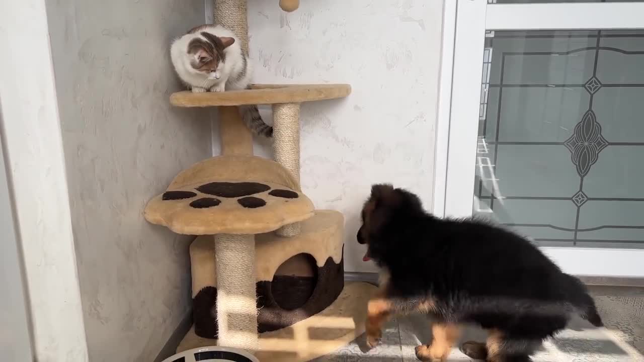 German dog and funny cat video amazing buddies..