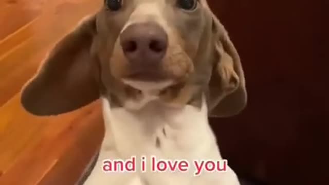 I woof you Hoomans!❤️🐶 #dogs #shorts