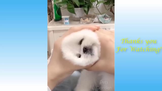 hilarious pet compilations