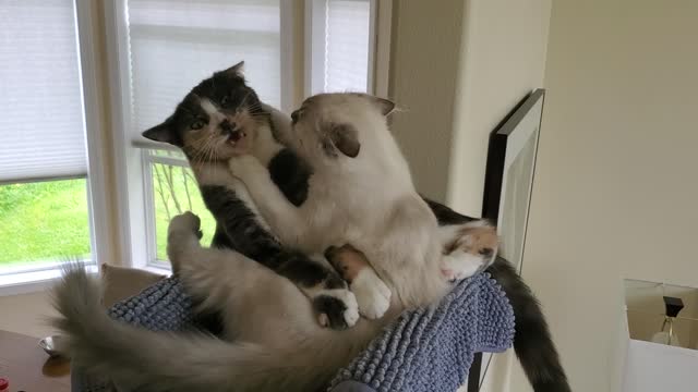 Lilly and Victoria Battle for the Perch