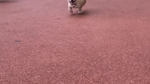 corgi puppy's sprint slow motion