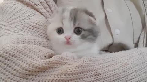 Cute kitten video