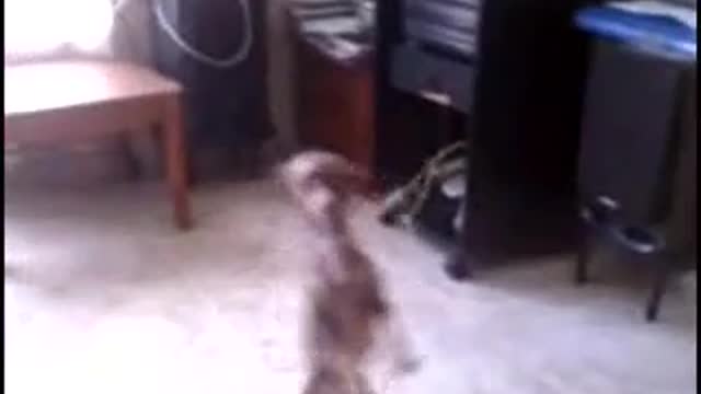 Spectacular dancing dog!!!!