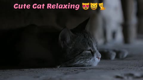 Cute Cat Relaxing 😻😺🐈..!!