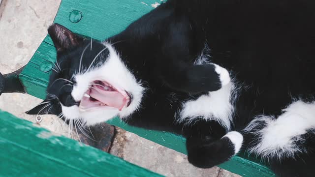 Yawning Cat on Bench.