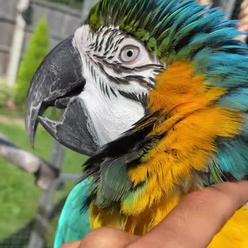 Ready for another day of free flight training with 💙💛