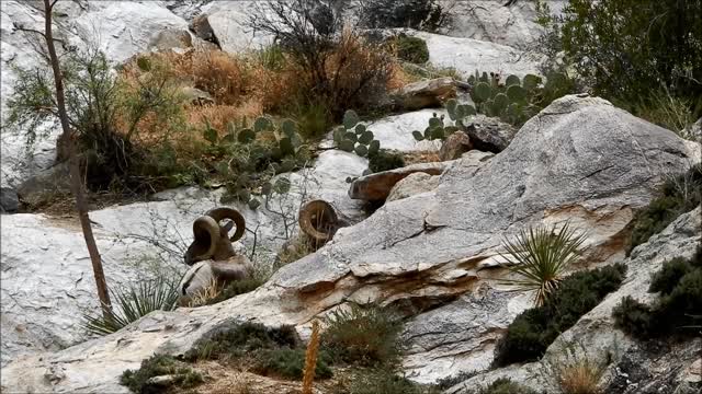 Bighorn Sheep on Pusch Ridge