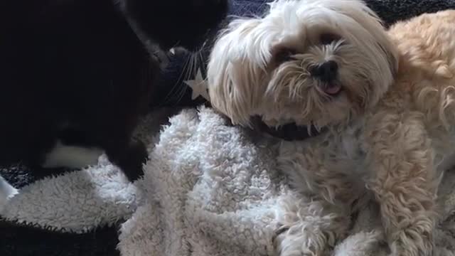 Black dog wakes up white dog while it is sleeping