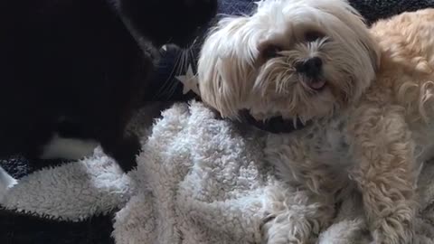 Black dog wakes up white dog while it is sleeping