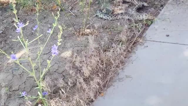 Rottweiler saves the kitty