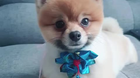 Smiling pomeranian with brown hair