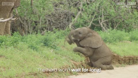 Baby Elephants are So Clumsy! | First Year on Earth | BBC Earth