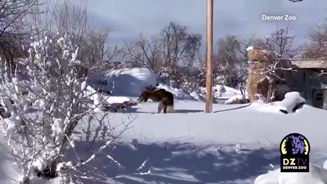 Lions play in snow after strong blizzards in Denver