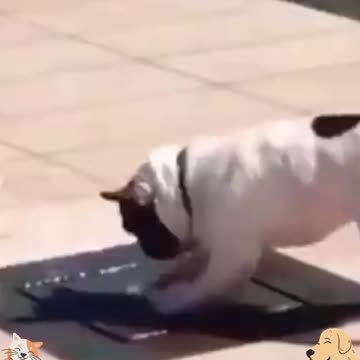 Puppy's shower and did something funny