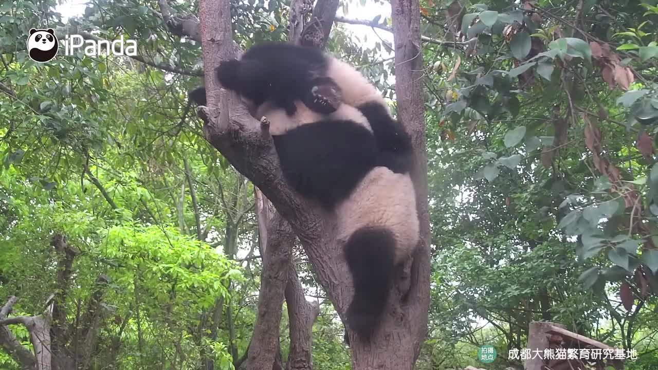 I’m Holding The Most Adorable Baby Panda | iPanda